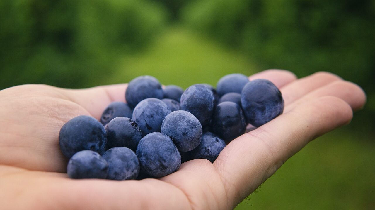 blueberries-g131f3ef55_1280-e1688043787921.jpg