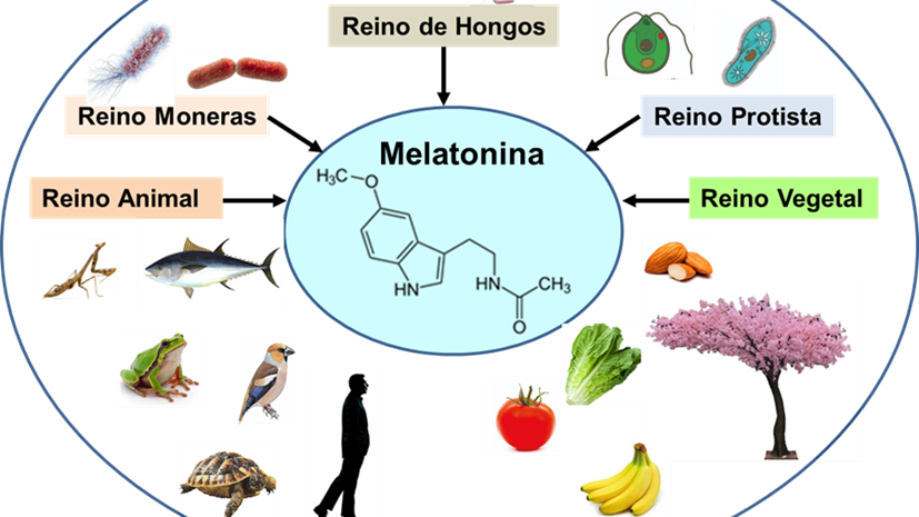 melatonina-e1679322058991.png