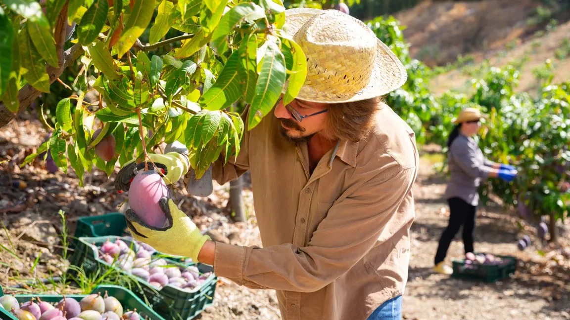 mango-grower-1152x720-1-e1683122584117.webp