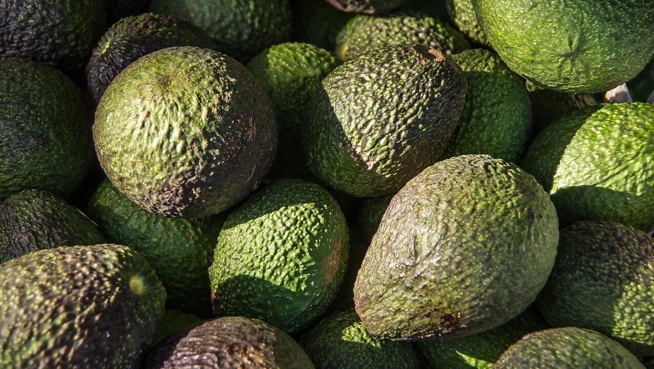 hass-avocado-1164173_1280-e1692803641899.jpg