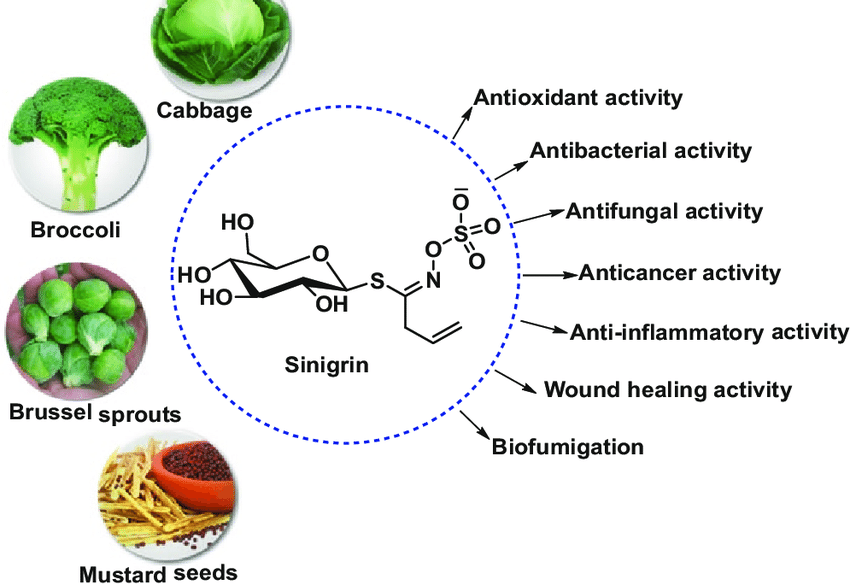 Structure-and-therapeutic-properties-of-sinigrin-e1693859274589.png