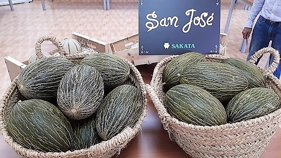 sakata-variedad-melon-san-jose.jpg