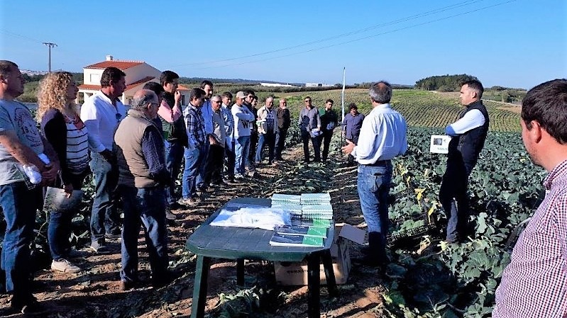 sakata-brocoli-field-day-portugal.jpg