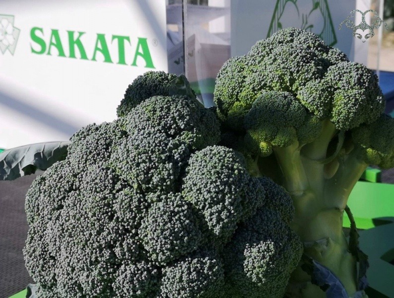 sakata-perseus-variedad-brocoli-1.jpg