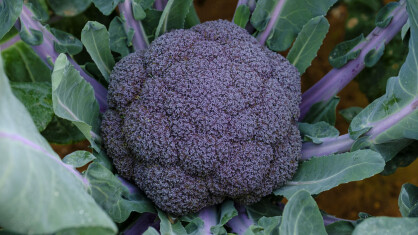 Brocoli-morado-BRO03166-Sakata05-scaled-e1657702652822.jpg