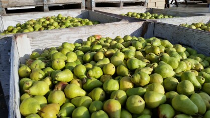 Two-projects-look-at-effects-of-﻿pear-storage-on-microbes.jpg