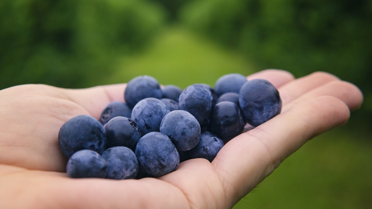 blueberries-6352547_1280.jpg