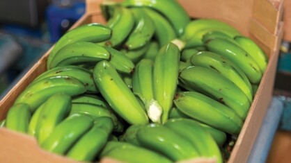 catalytic-generators-green-bananas.jpg