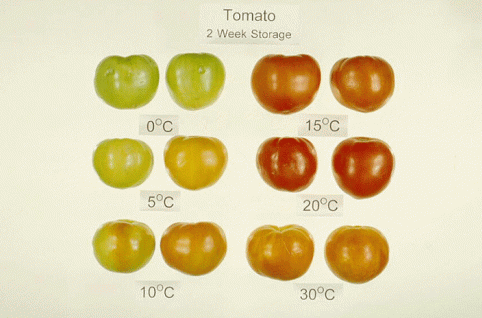 Tomato-chilling-1c.png