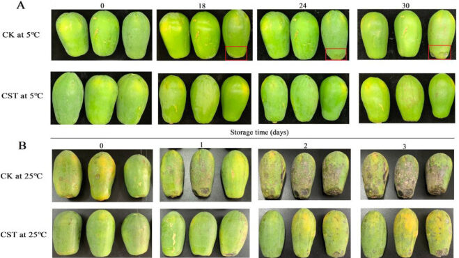 papaya-e1658410022261.jpg