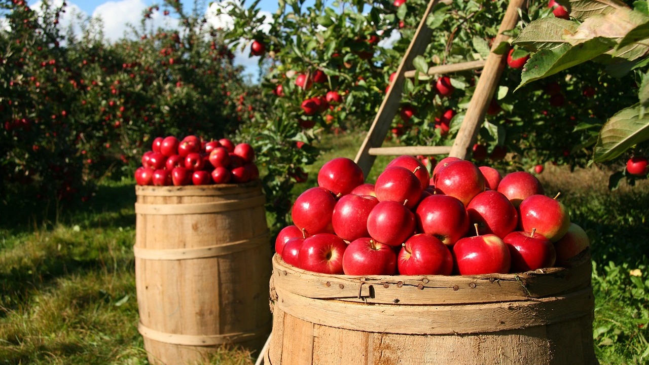 La-luz-blanca-aumenta-el-contenido-de-compuestos-fenólicos-en-las-manzanas.jpg