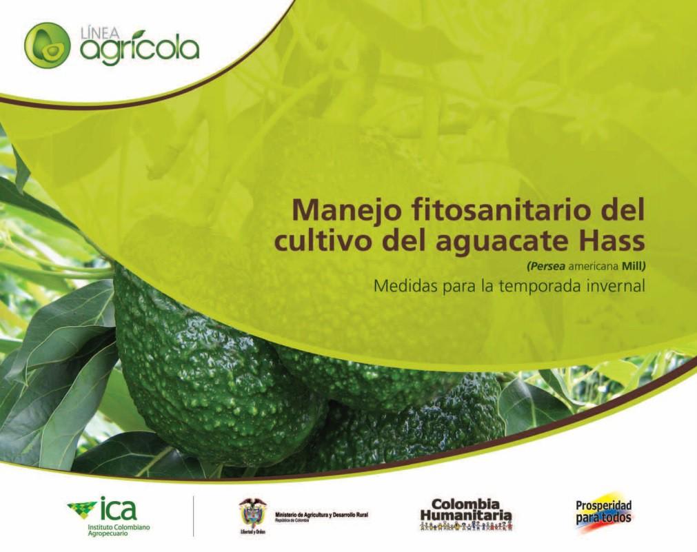 Manejo fitosanitario del cultivo del aguacate Hass. Medidas para la temporada invernal