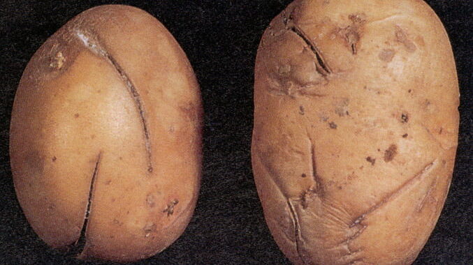 POTATO-12mechanical-injury-e1675696643800.jpg