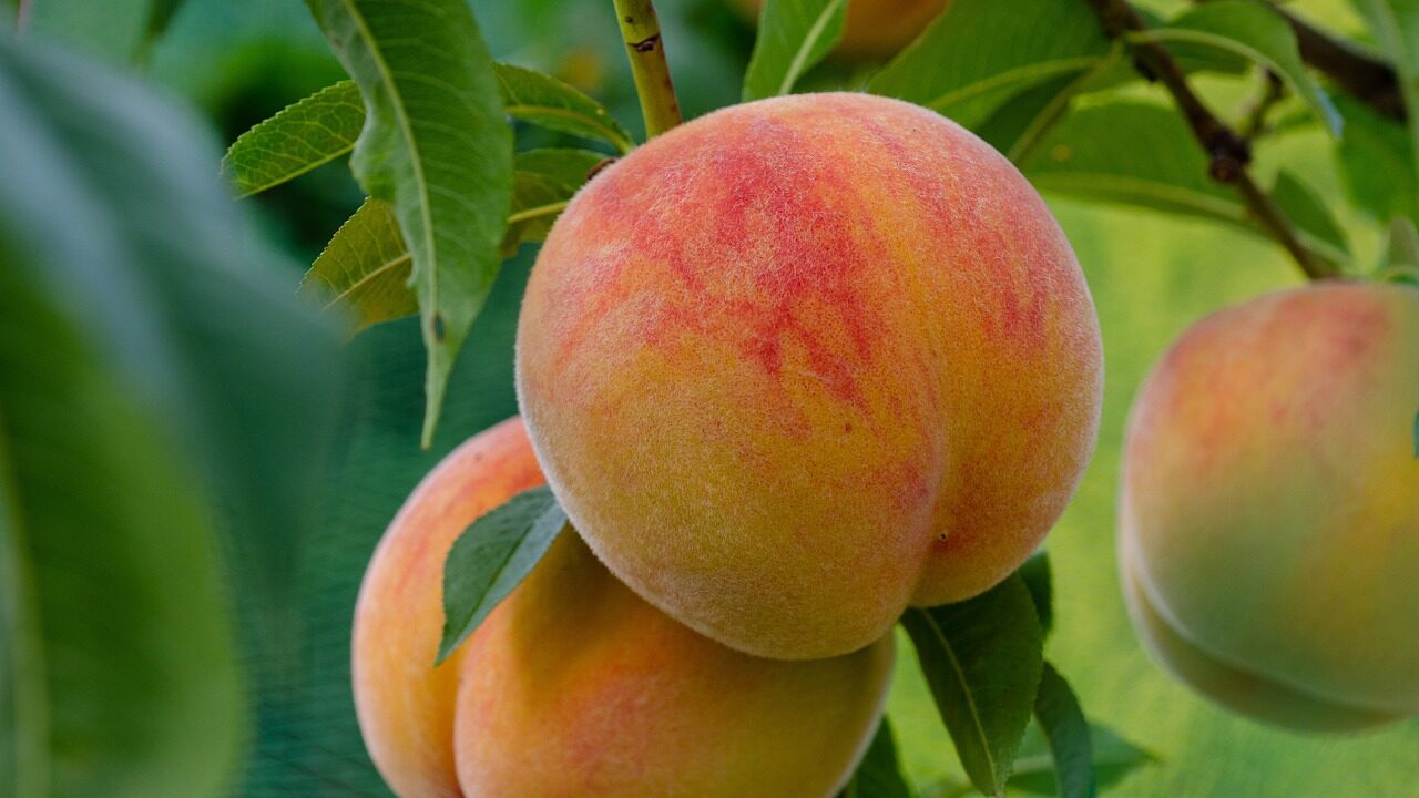 peaches-g23b52a163_1280-e1676905855713.jpg