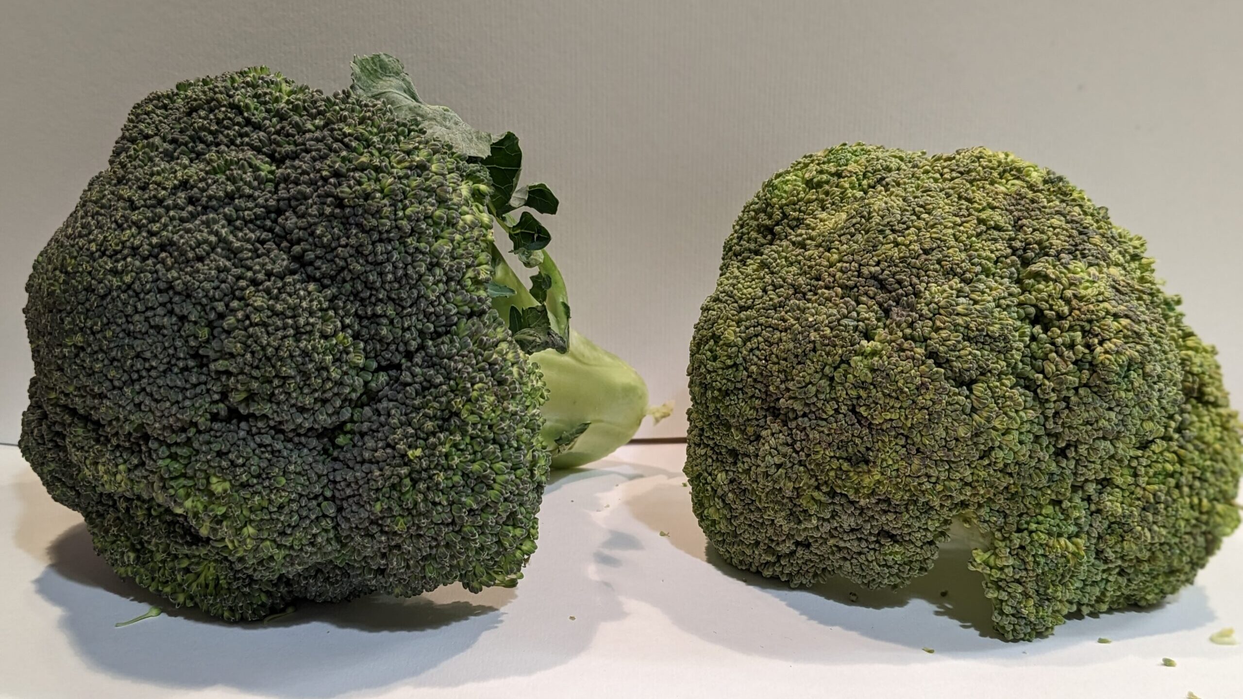 Broccoli-1-1-scaled-e1682418463689.jpg