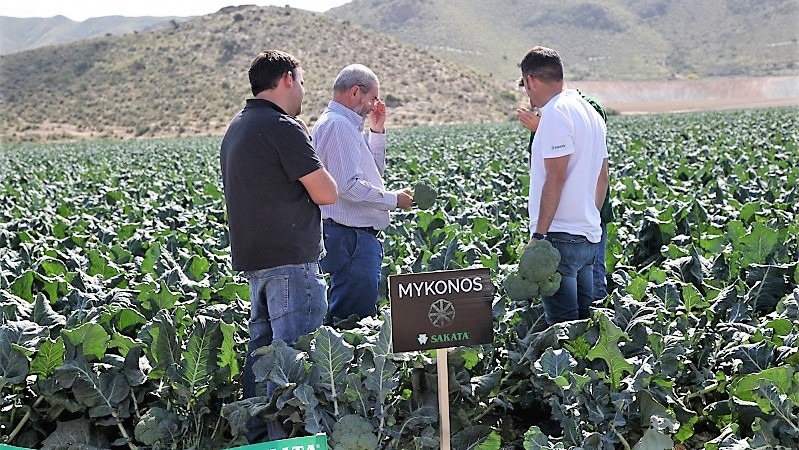 sakata-mykonos-brocoli-verano.jpg