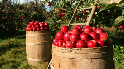 apples-1872997_1280-e1693395893244.jpg