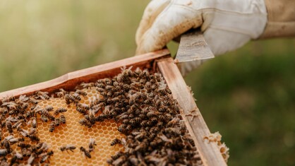 Unsplash-Bianca-Ackerman-bees-2-scaled.jpg