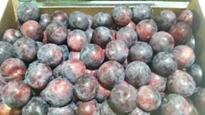 ciruelaangelenodenogalfruitses-1.jpg